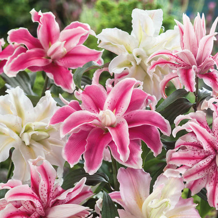 Lily Bulb 'Oriental Double Mix'