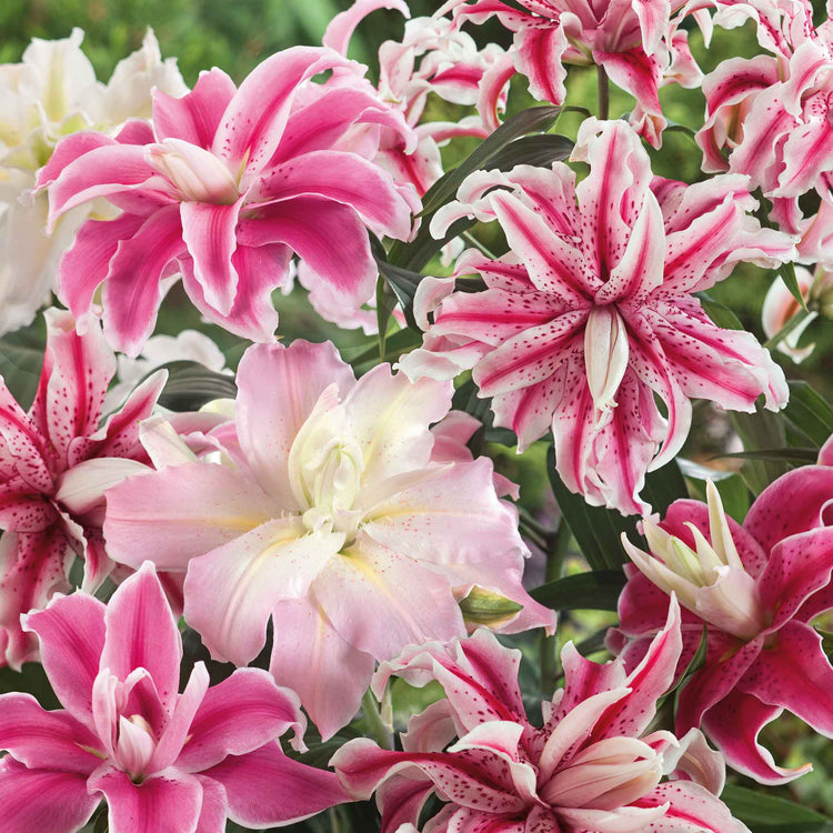 Lily Bulb 'Oriental Double Mix'
