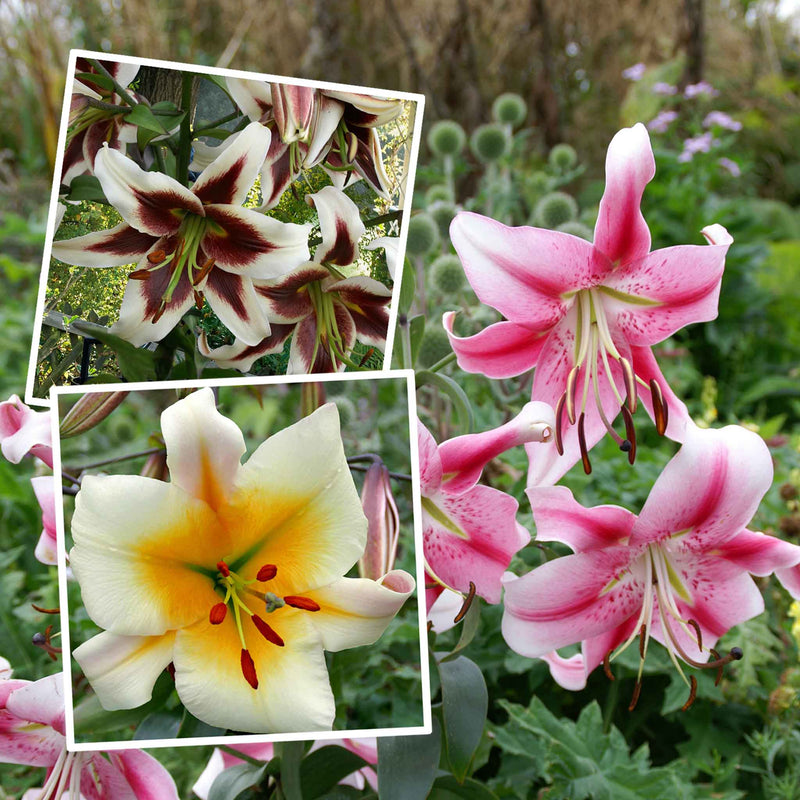 Lily Plant 'Skyscraper Mix'