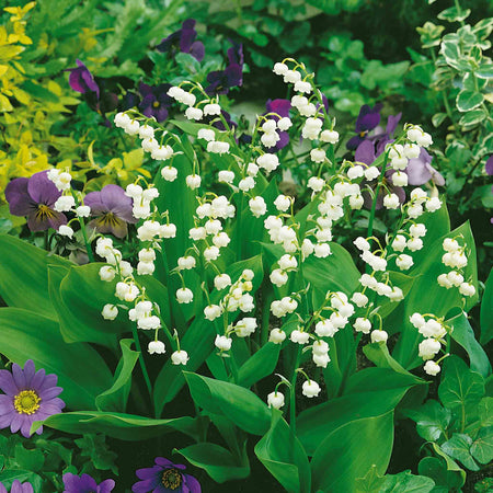 Convallaria Plant 'Majalis'