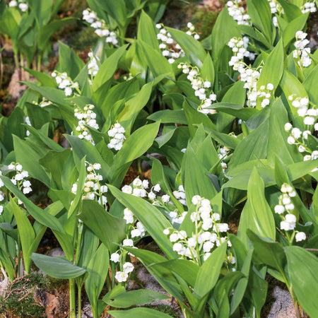 Convallaria Plant 'Majalis'