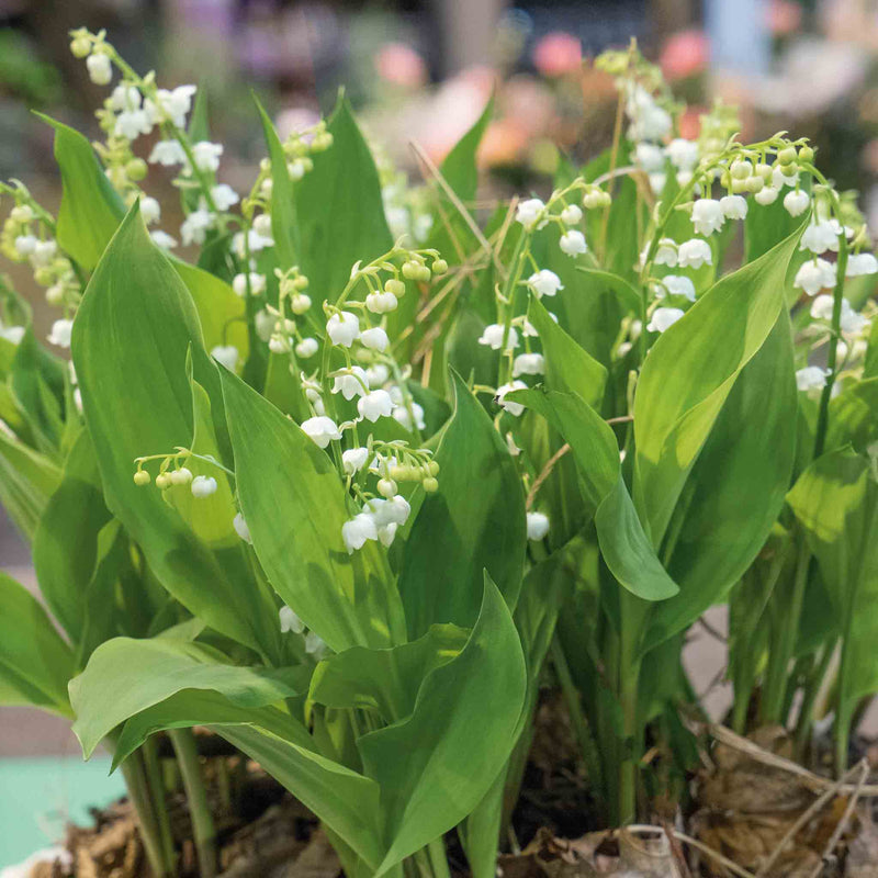 Convallaria Plant 'Majalis'
