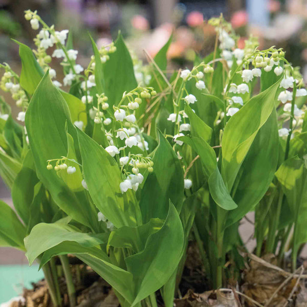 Convallaria Plant 'Majalis'