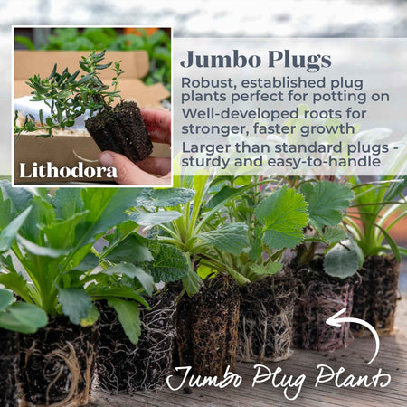 Lithodora Plant 'Heavenly Blue'