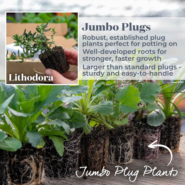 Lithodora Plant 'Heavenly Blue'