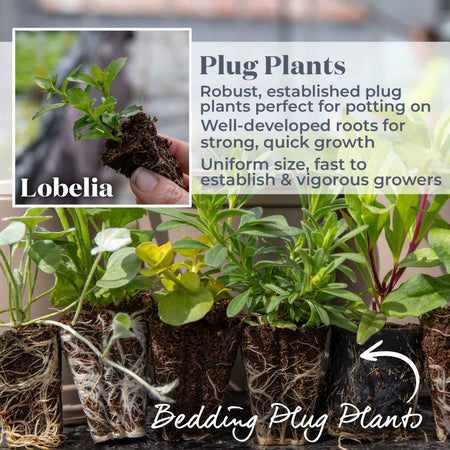 Lobelia 'Waterfall Blue Improved'