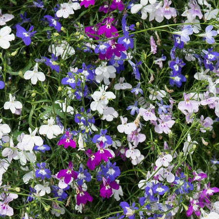 Lobelia Plant 'Fountain Mixed'