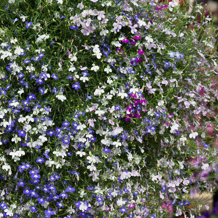 Lobelia Plant 'Fountain Mixed'