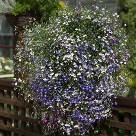 Lobelia Plant 'Fountain Mixed'