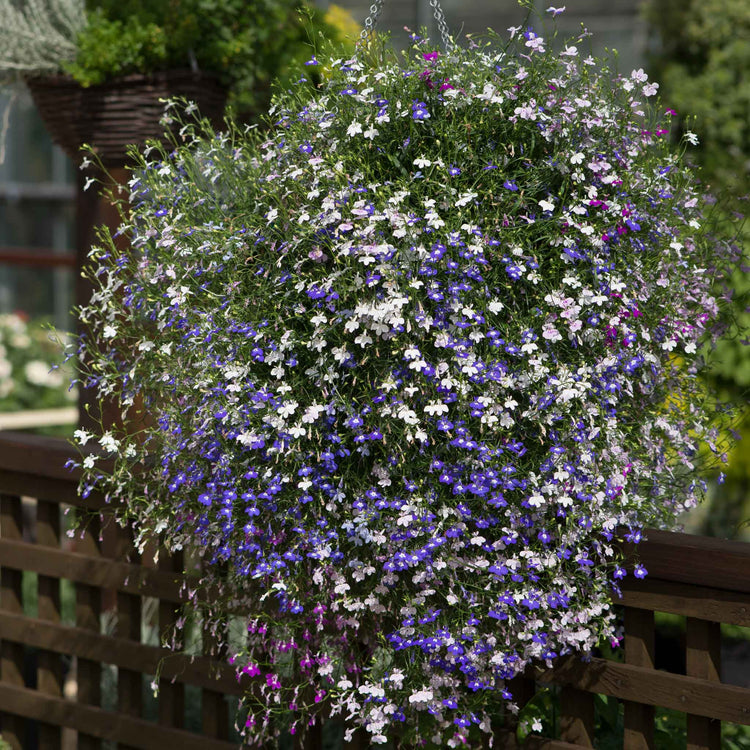 Lobelia Plant 'Fountain Mixed'