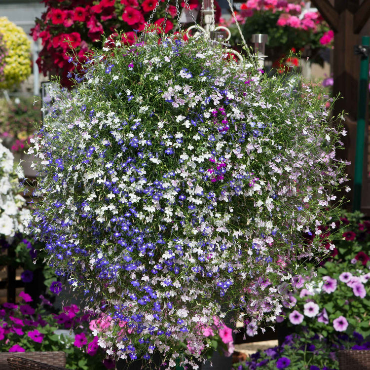 Lobelia Plant 'Fountain Mixed'
