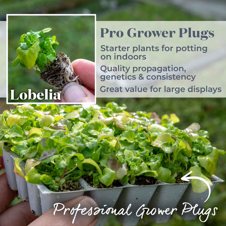 Lobelia 'Wonderfall Mixed'