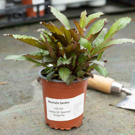 Lobelia Plant 'Starship Burgundy'
