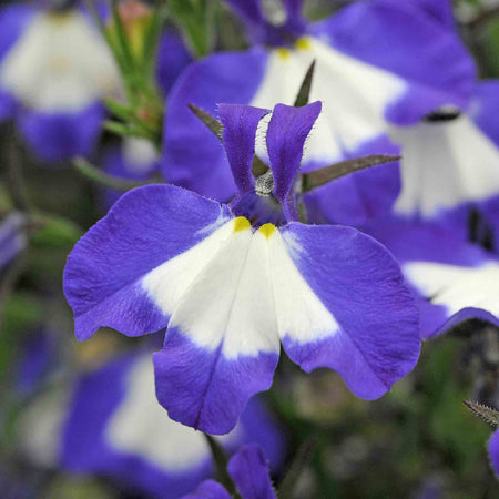 Lobelia 'Waterfall Blue Ice'