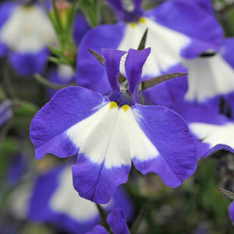 Lobelia 'Waterfall Blue Ice'