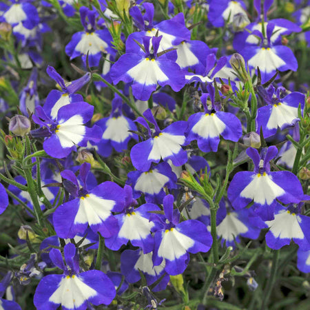 Lobelia 'Waterfall Blue Ice'