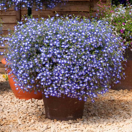 Lobelia 'Waterfall Blue Ice'