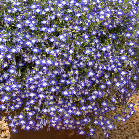 Lobelia 'Waterfall Blue Ice'