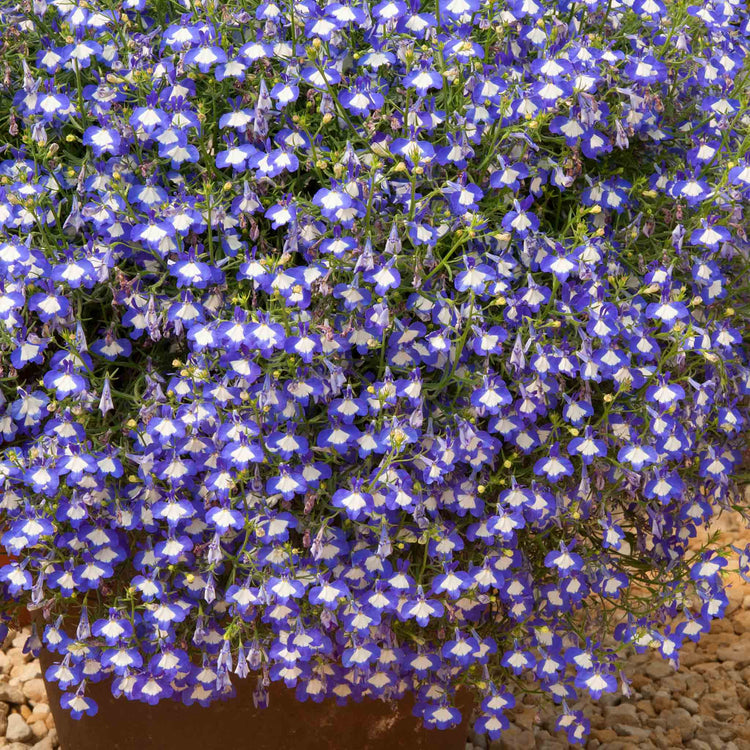 Lobelia 'Waterfall Blue Ice'