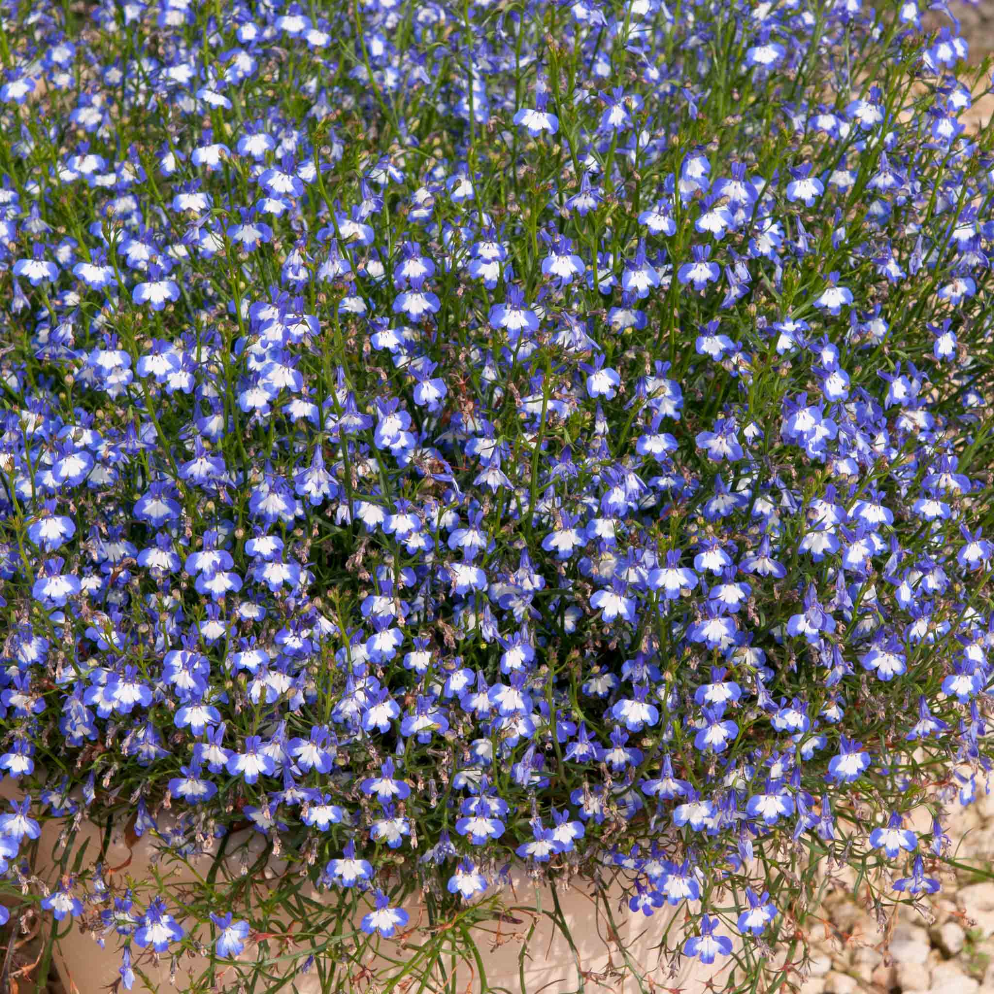 Lobelia Plant 'Waterfall Blue Ice' | Marshalls Garden