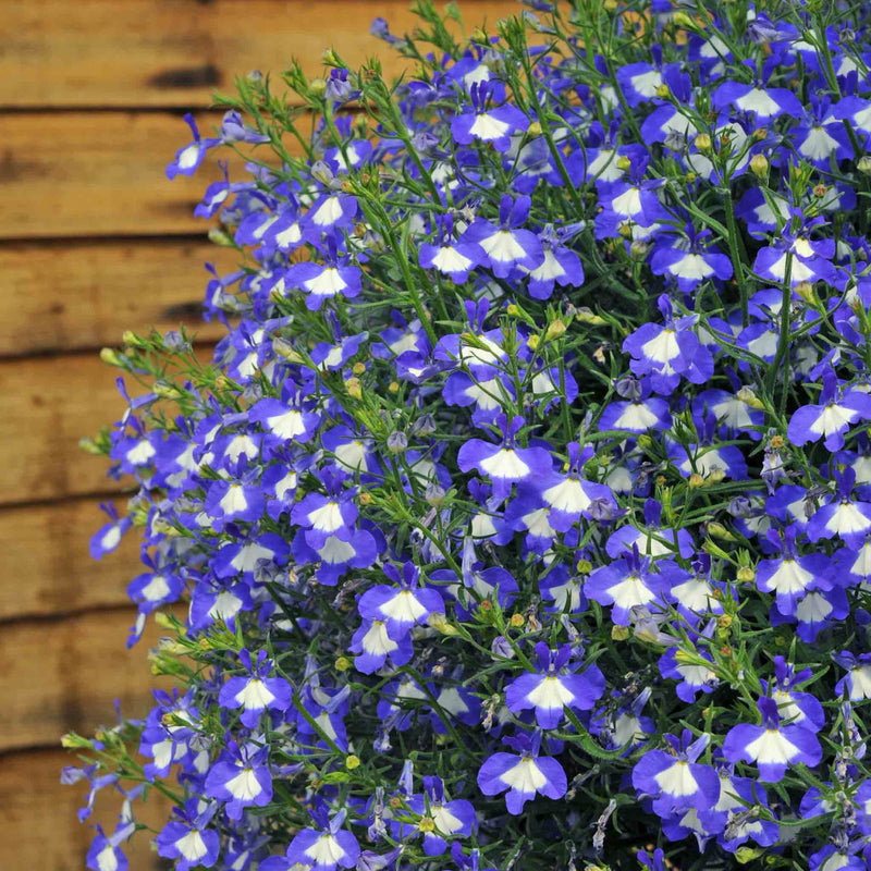 Lobelia 'Waterfall Blue Ice'