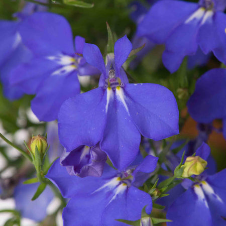 Lobelia 'Waterfall Blue Improved'