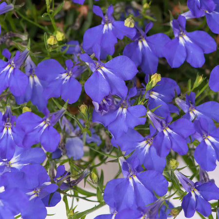 Lobelia 'Waterfall Blue Improved'