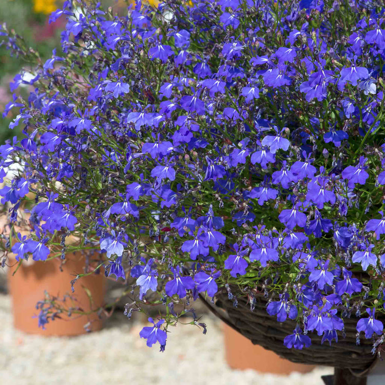Lobelia 'Waterfall Blue Improved'