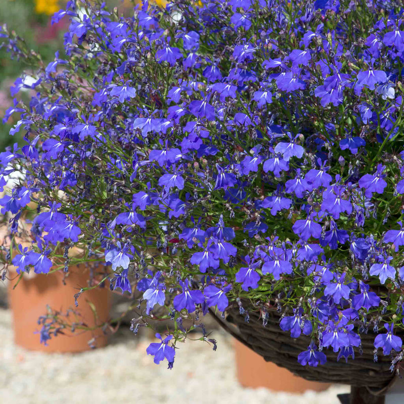 Lobelia 'Waterfall Blue Improved'