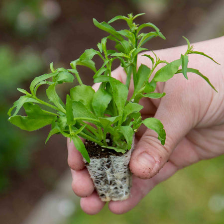 Lobelia Plant 'Waterfall White Sparkle'