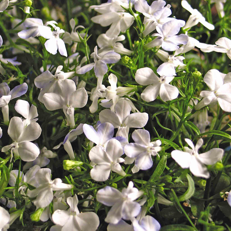 Lobelia Plant 'Waterfall White Sparkle'