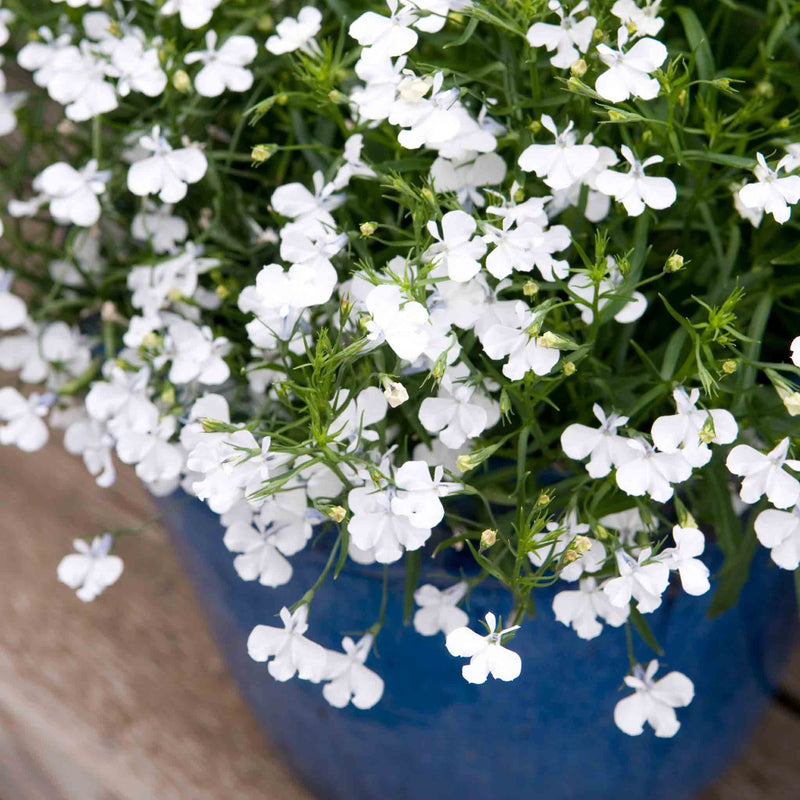 Lobelia Plant 'Waterfall White Sparkle'