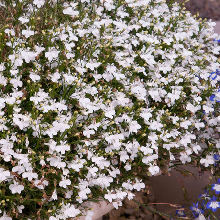 Lobelia Plant 'Waterfall White Sparkle'