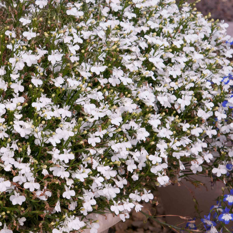 Lobelia Plant 'Waterfall White Sparkle'