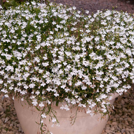 Lobelia Plant 'Waterfall White Sparkle'