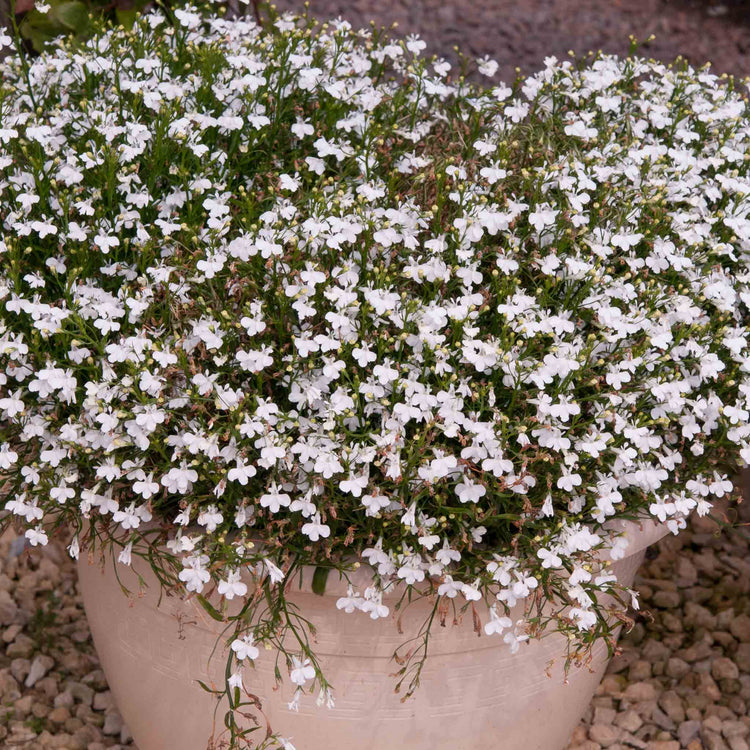 Lobelia Plant 'Waterfall White Sparkle'