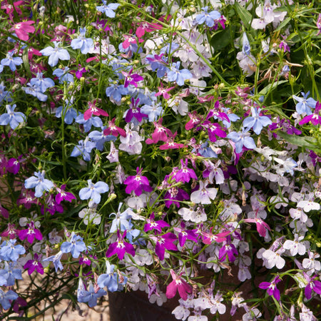 Lobelia Plant 'Wonderfall Mixed'