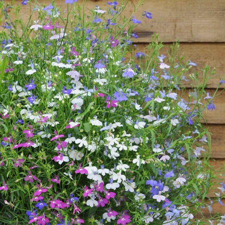 Lobelia Plant 'Wonderfall Mixed'