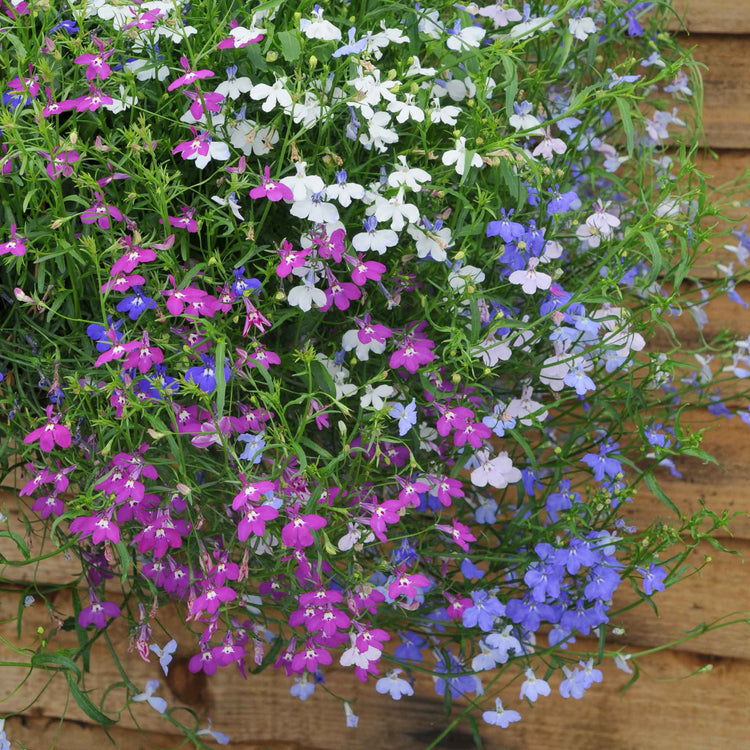 Lobelia Plant 'Wonderfall Mixed'