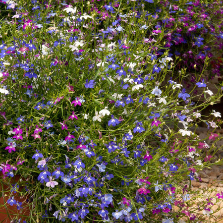 Lobelia Plant 'Wonderfall Mixed'