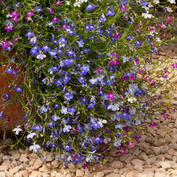 Lobelia Plant 'Wonderfall Mixed'