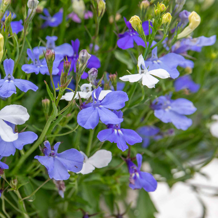 Lobelia 'Wonderfall Mixed'