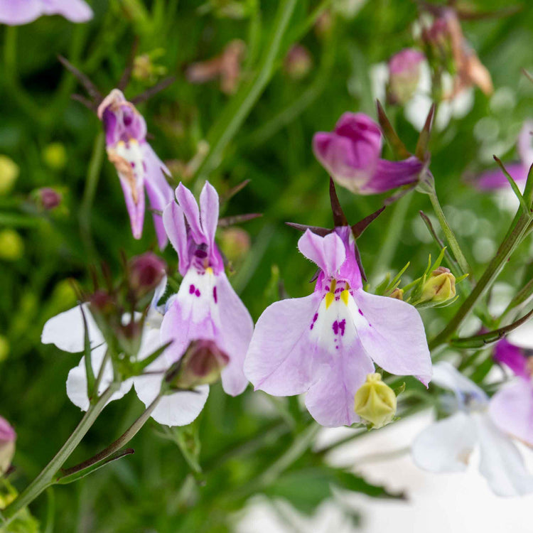 Lobelia 'Wonderfall Mixed'