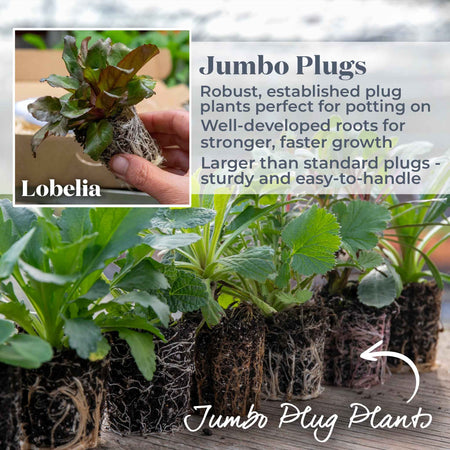 Lobelia Plant 'Starship Scarlet Bronze Leaf'