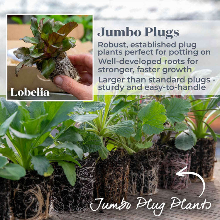 Lobelia Plant 'Starship Scarlet Bronze Leaf'