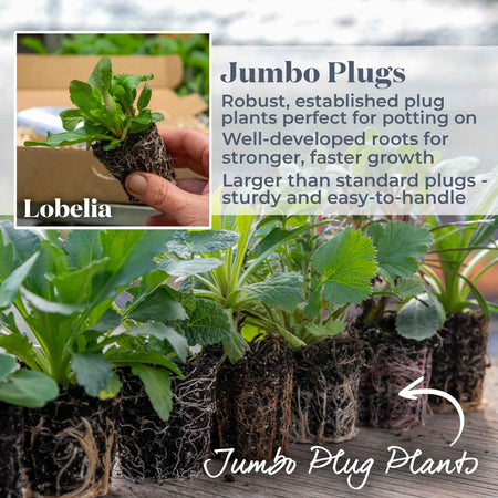 Lobelia Plant 'Starship Blue'