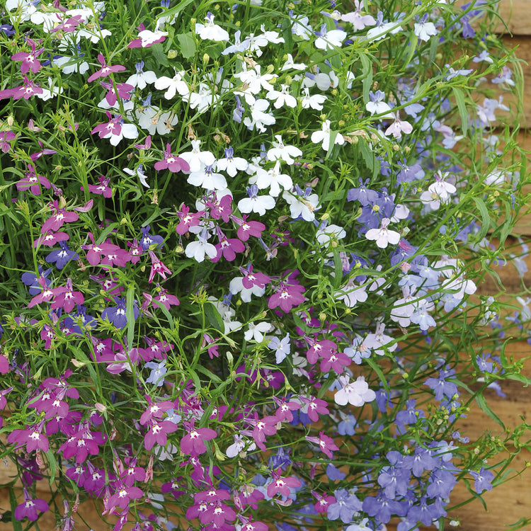 Lobelia Plant 'Wonderfall Mixed'