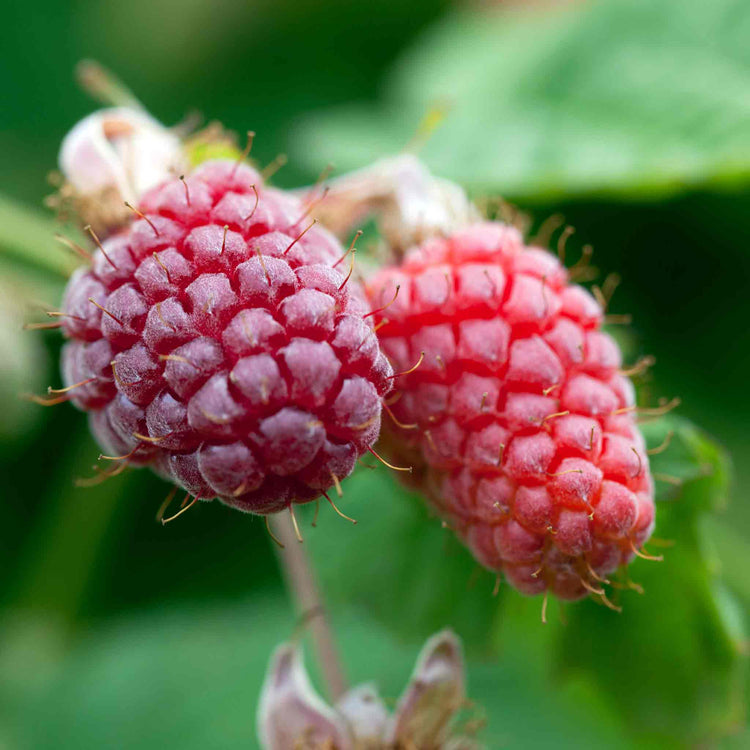 Loganberry Plant 'LY654'