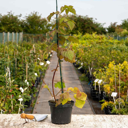 Loganberry Plant 'LY654'