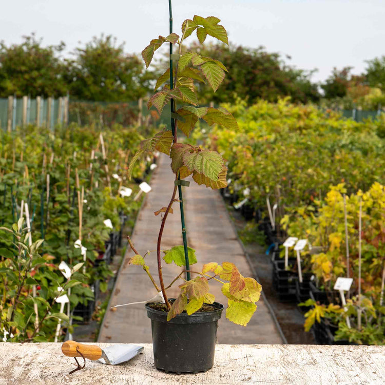 Loganberry Plant 'LY654'